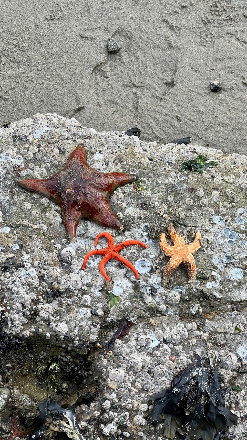 海辺で見つけたヒトデ