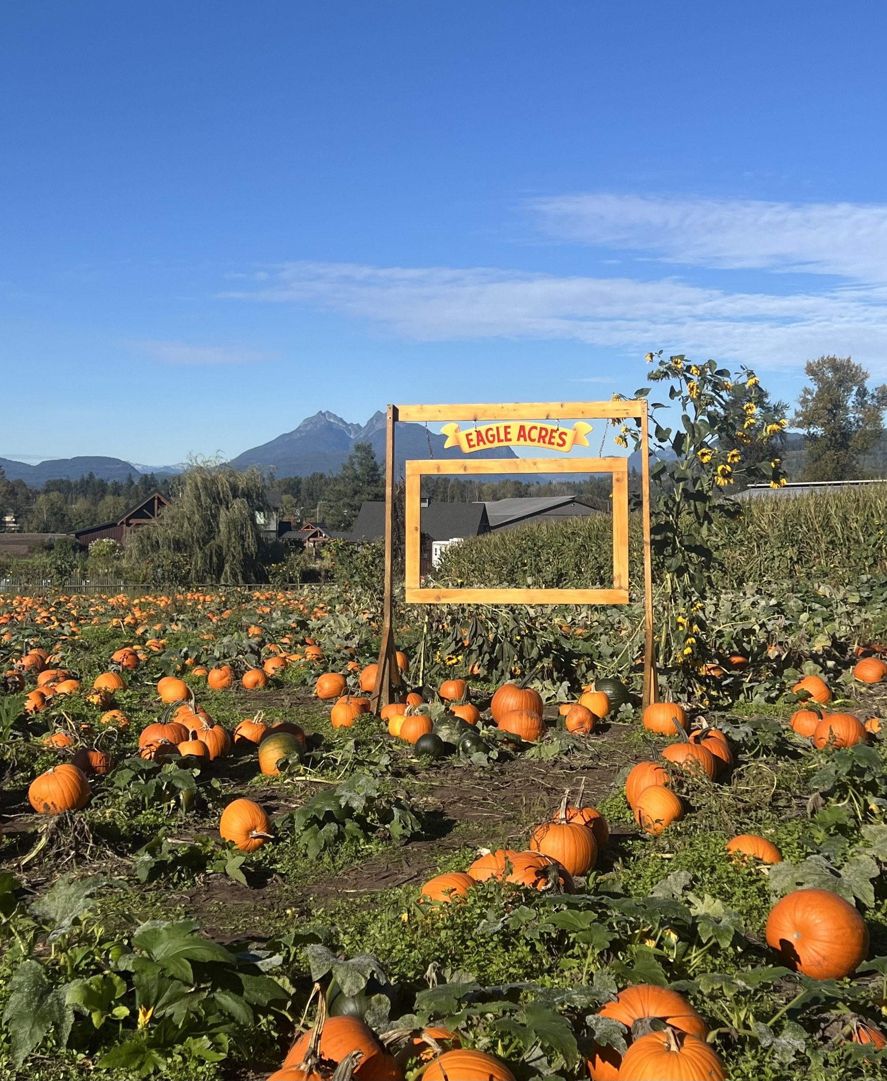 pumpkin farm